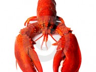 Lobster is the cockroach of the sea