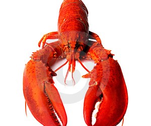 Lobster is the cockroach of the sea