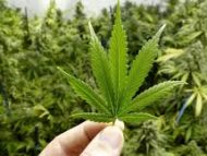 Spiritual Use of Cannabis (Marijuana)