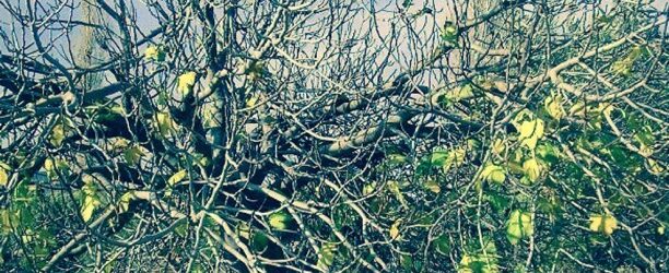 The Fig Tree and Its Lesson