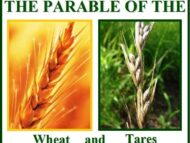 The Parable of the Weeds or Tares